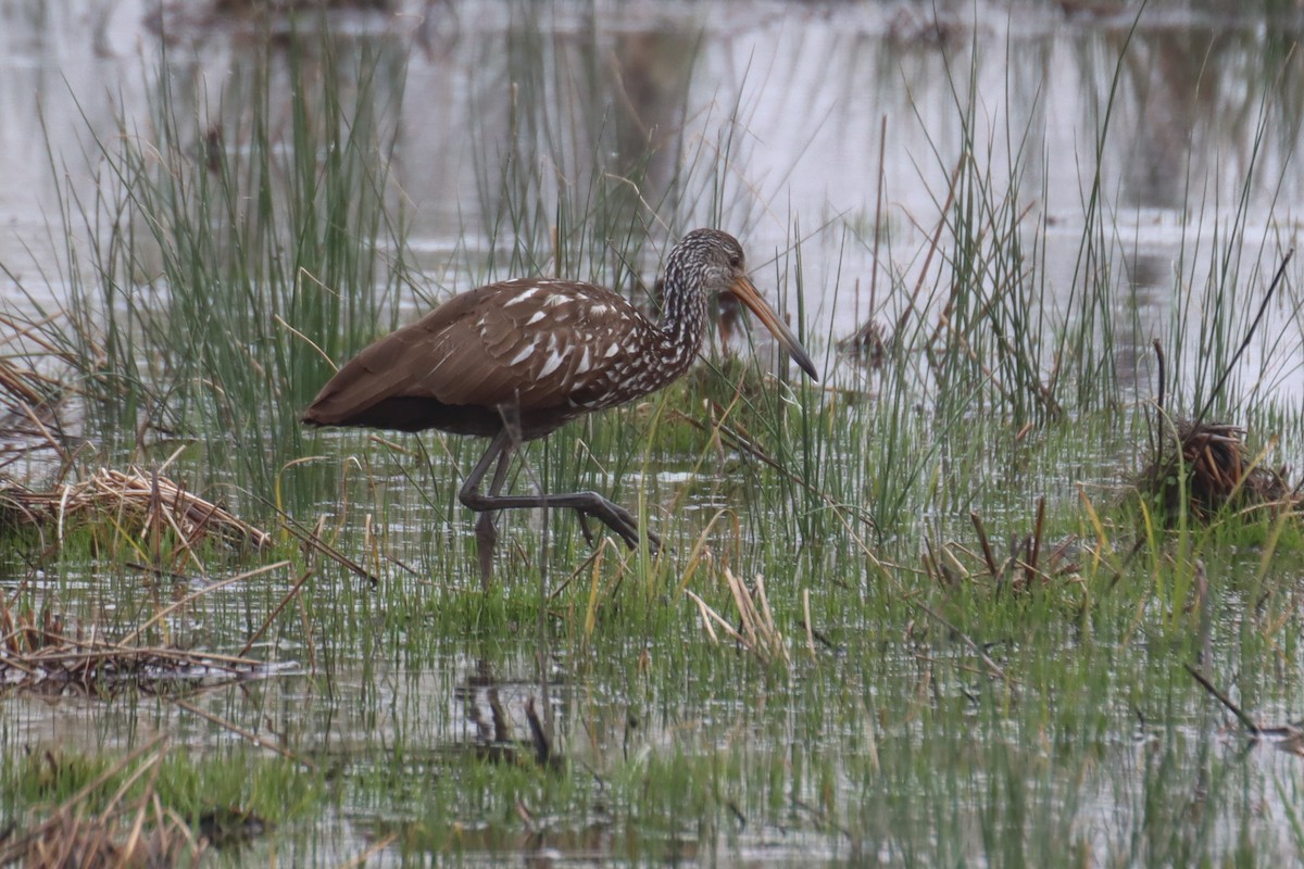 Limpkin - Kathy Mihm Dunning