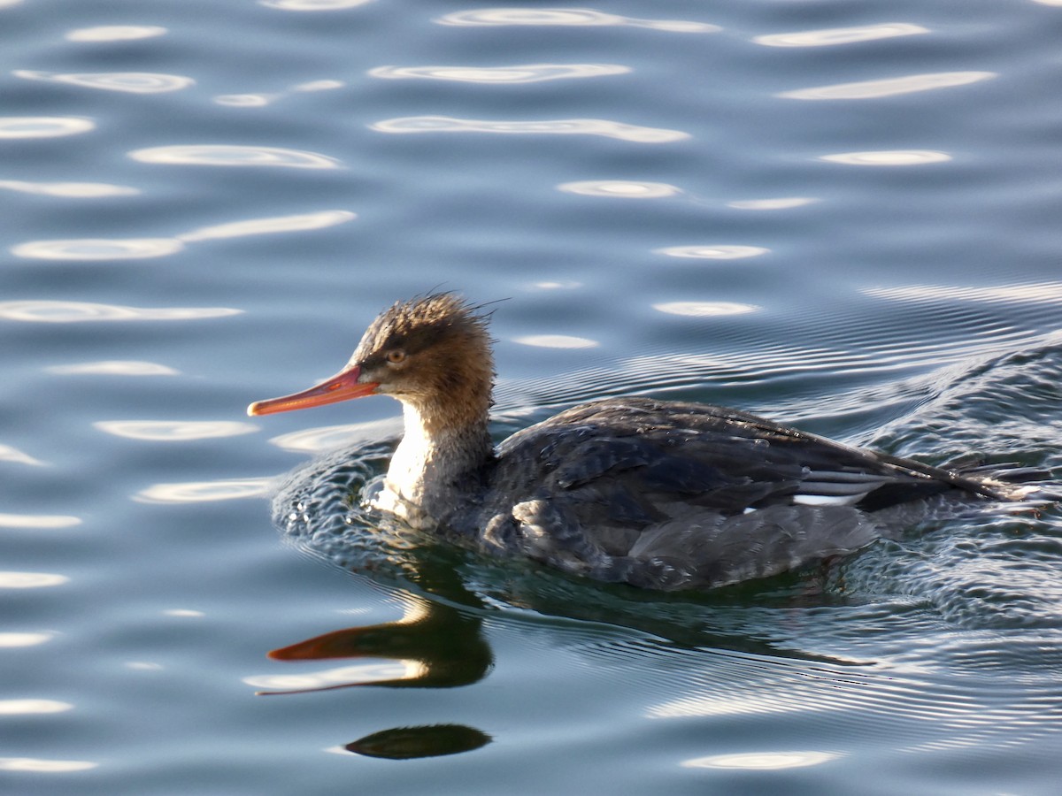 Red-breasted Merganser - ML612023692