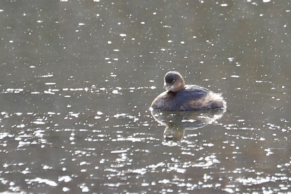 Pied-billed Grebe - ML612023738