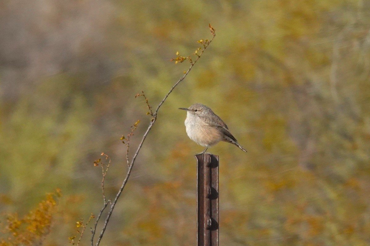 Rock Wren - ML612023745