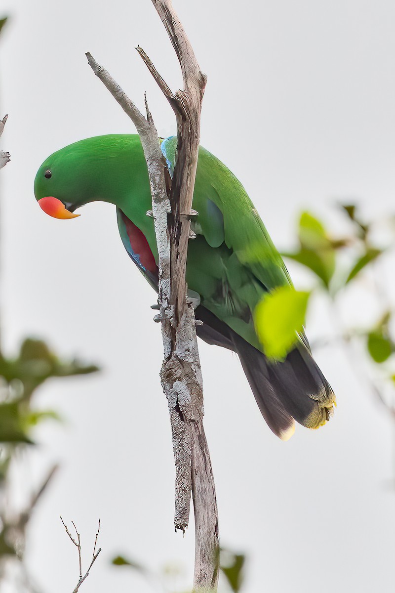 Papuan Eclectus - ML612023866