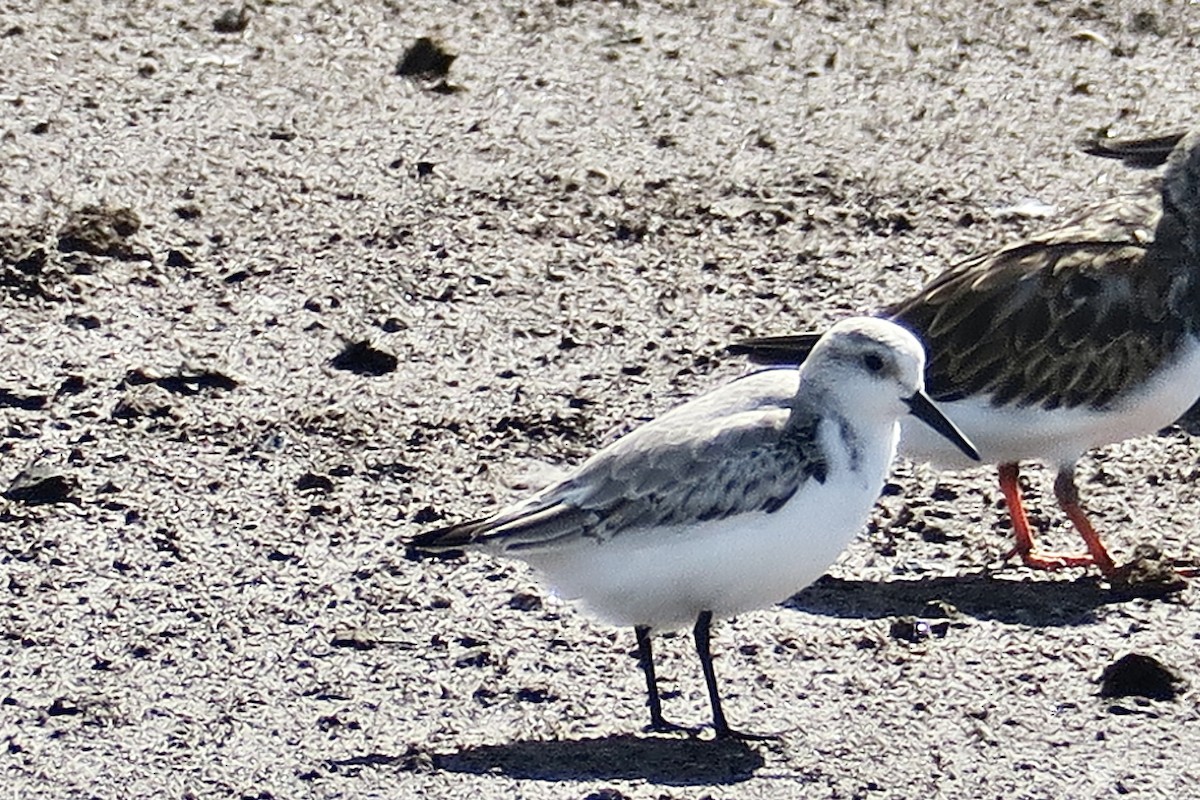 Sanderling - Michael Simmons