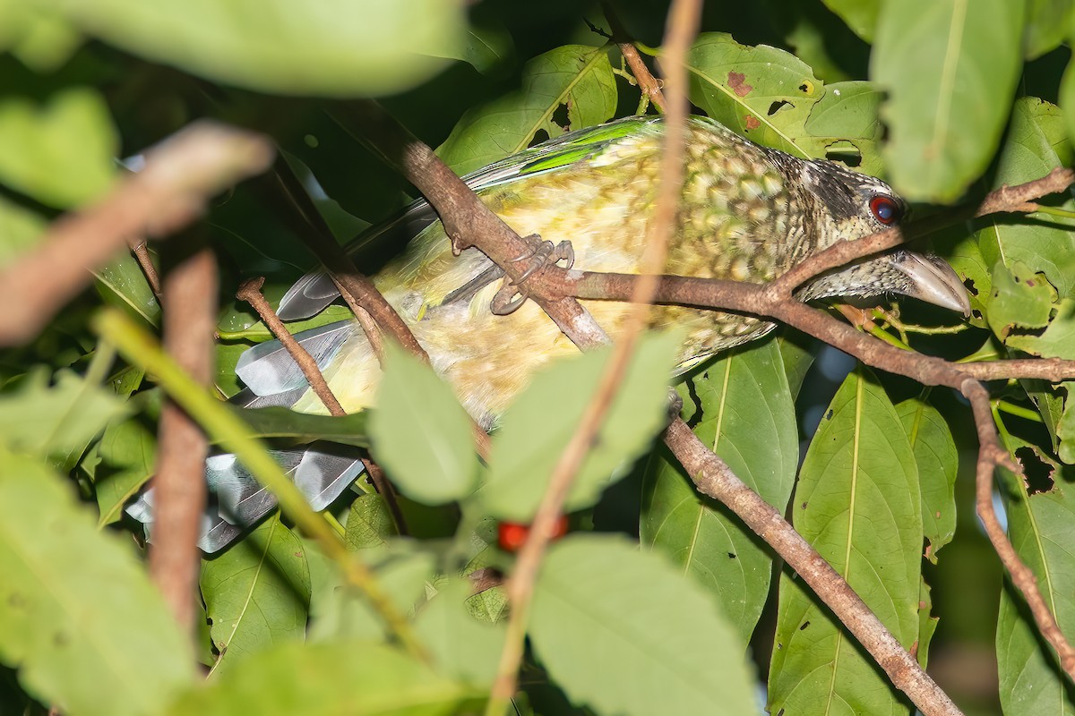 Black-eared Catbird - ML612024053