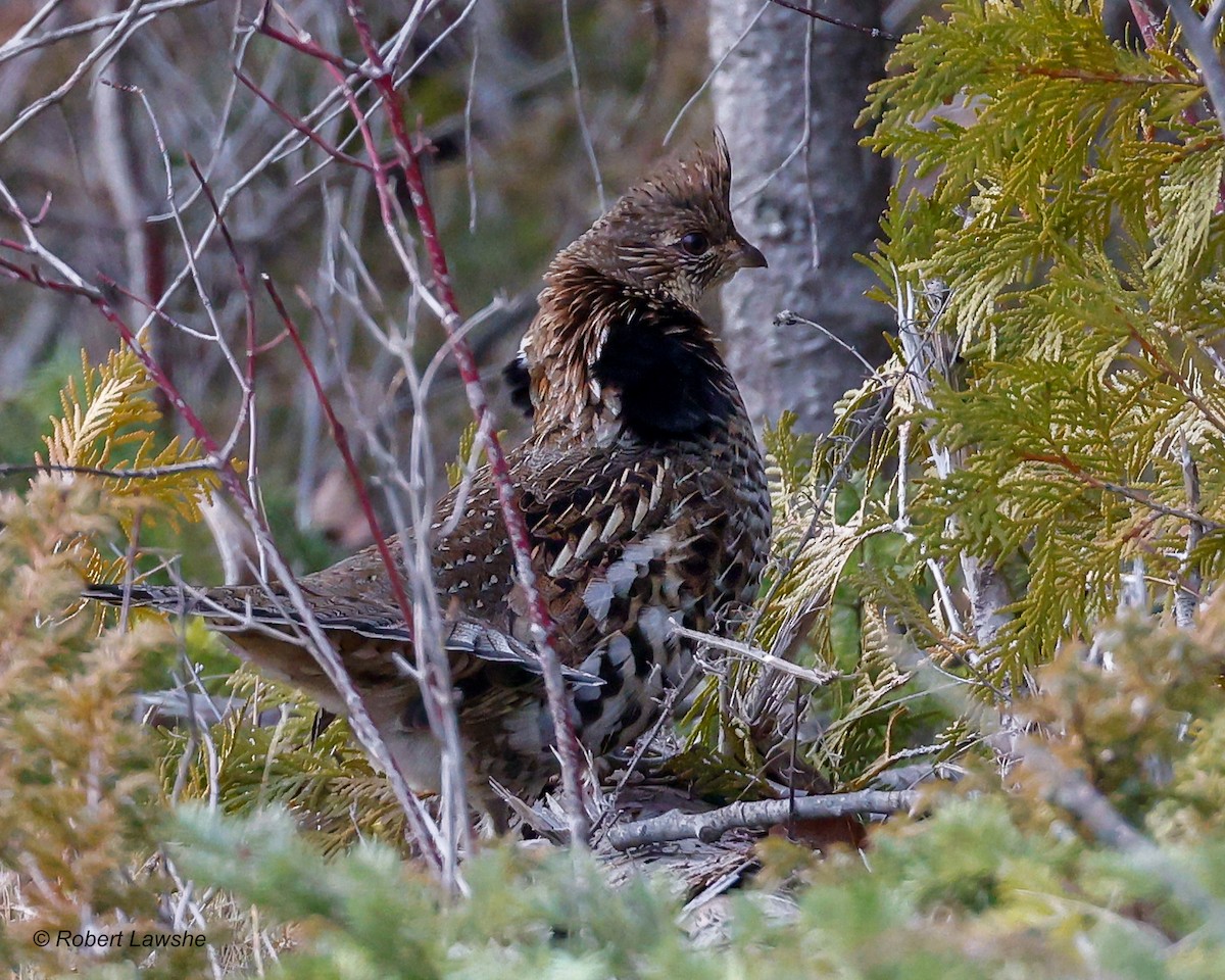 Ruffed Grouse - ML612024092