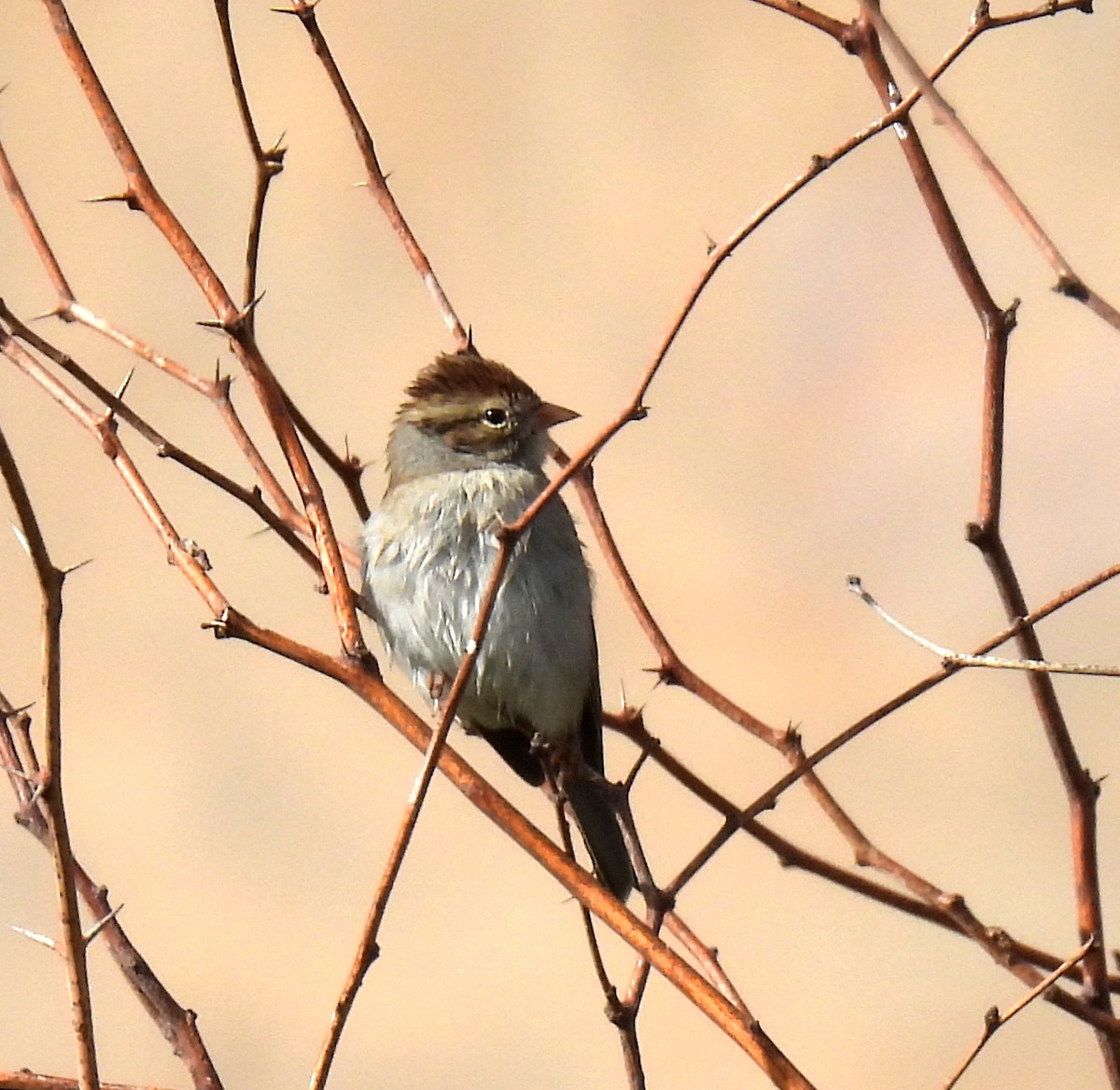 Chipping Sparrow - ML612024096