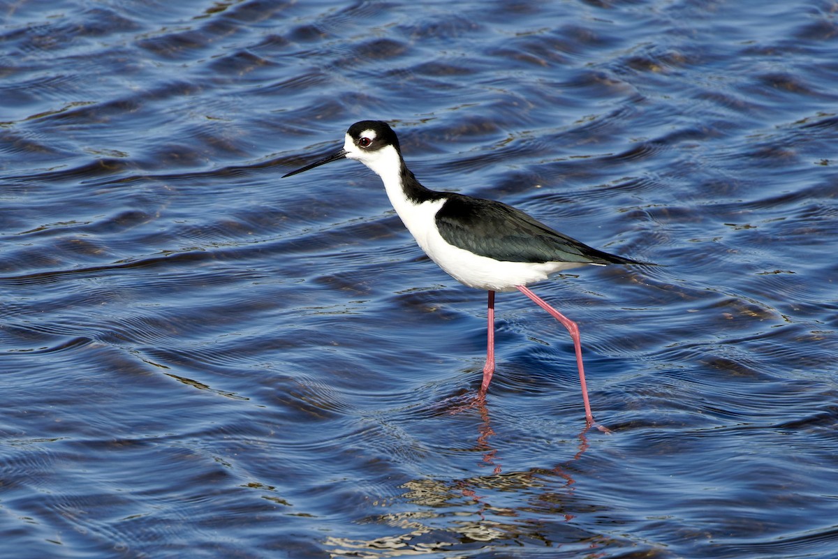 Black-necked Stilt - Haim Weizman