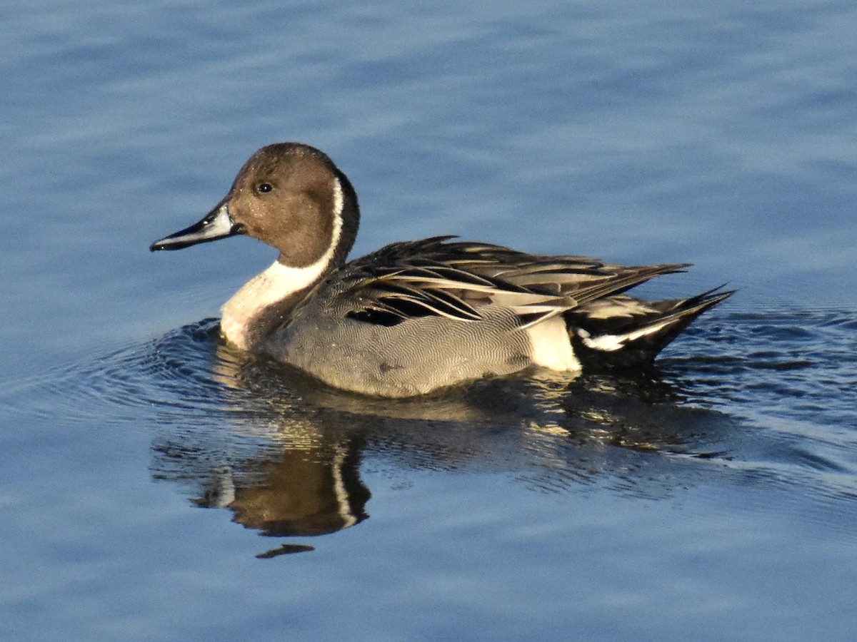 Northern Pintail - ML612024320