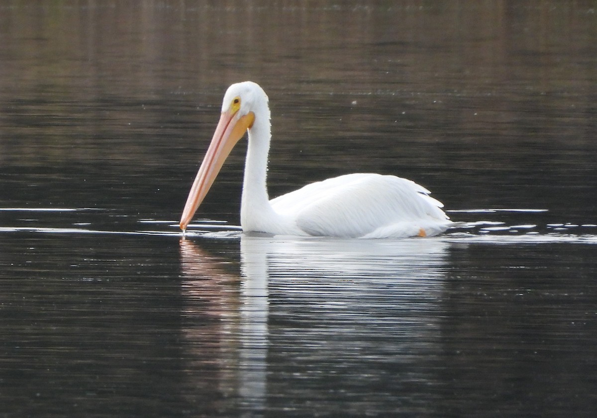 American White Pelican - Amanda Brown