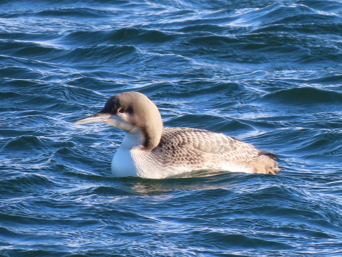 Pacific Loon - ML612024355