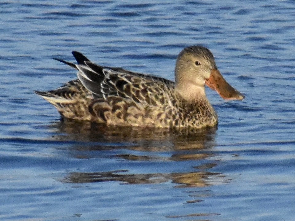 Northern Shoveler - ML612024364