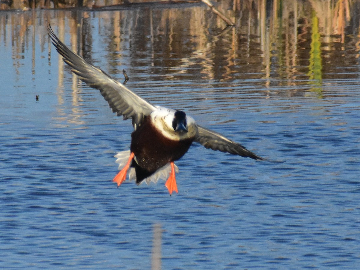 Northern Shoveler - Matthew Fiandra