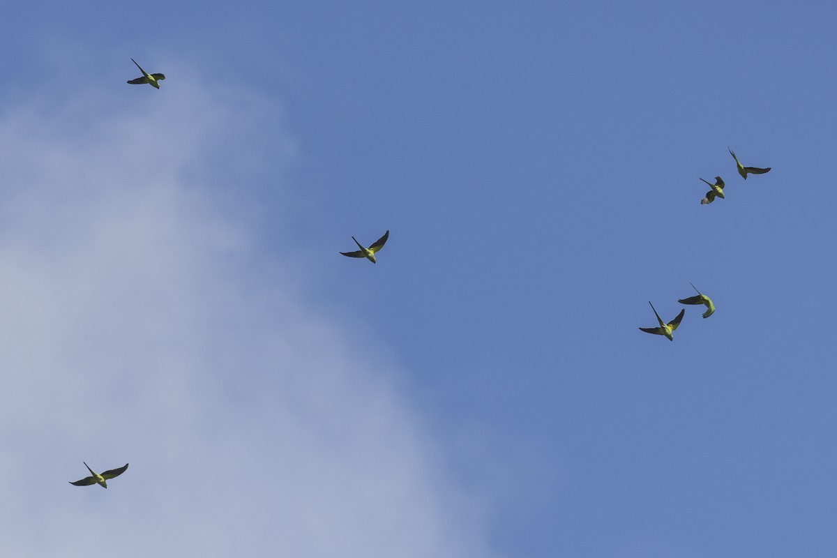 Rose-ringed Parakeet - ML612024453