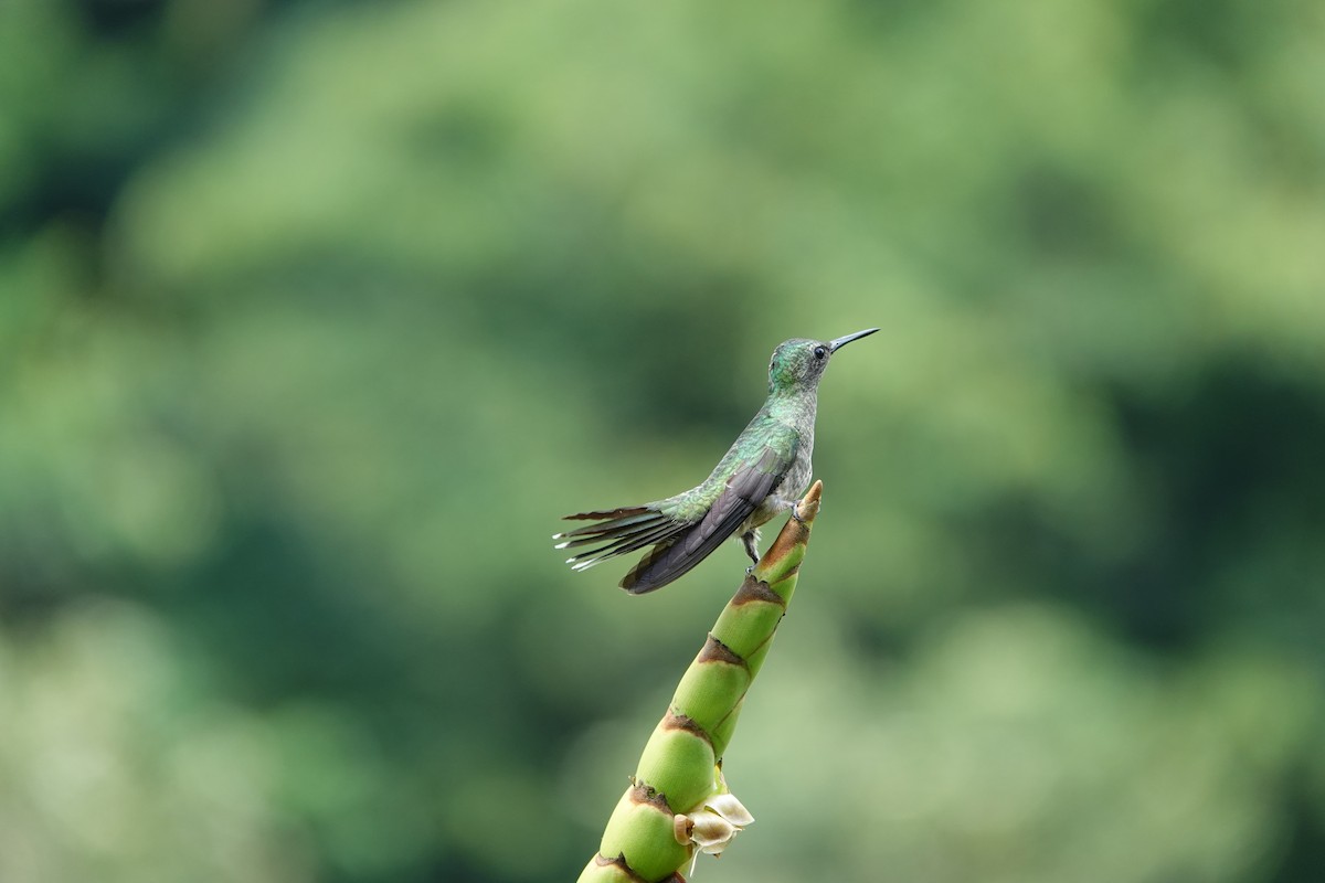 Colibri de Cuvier - ML612024488