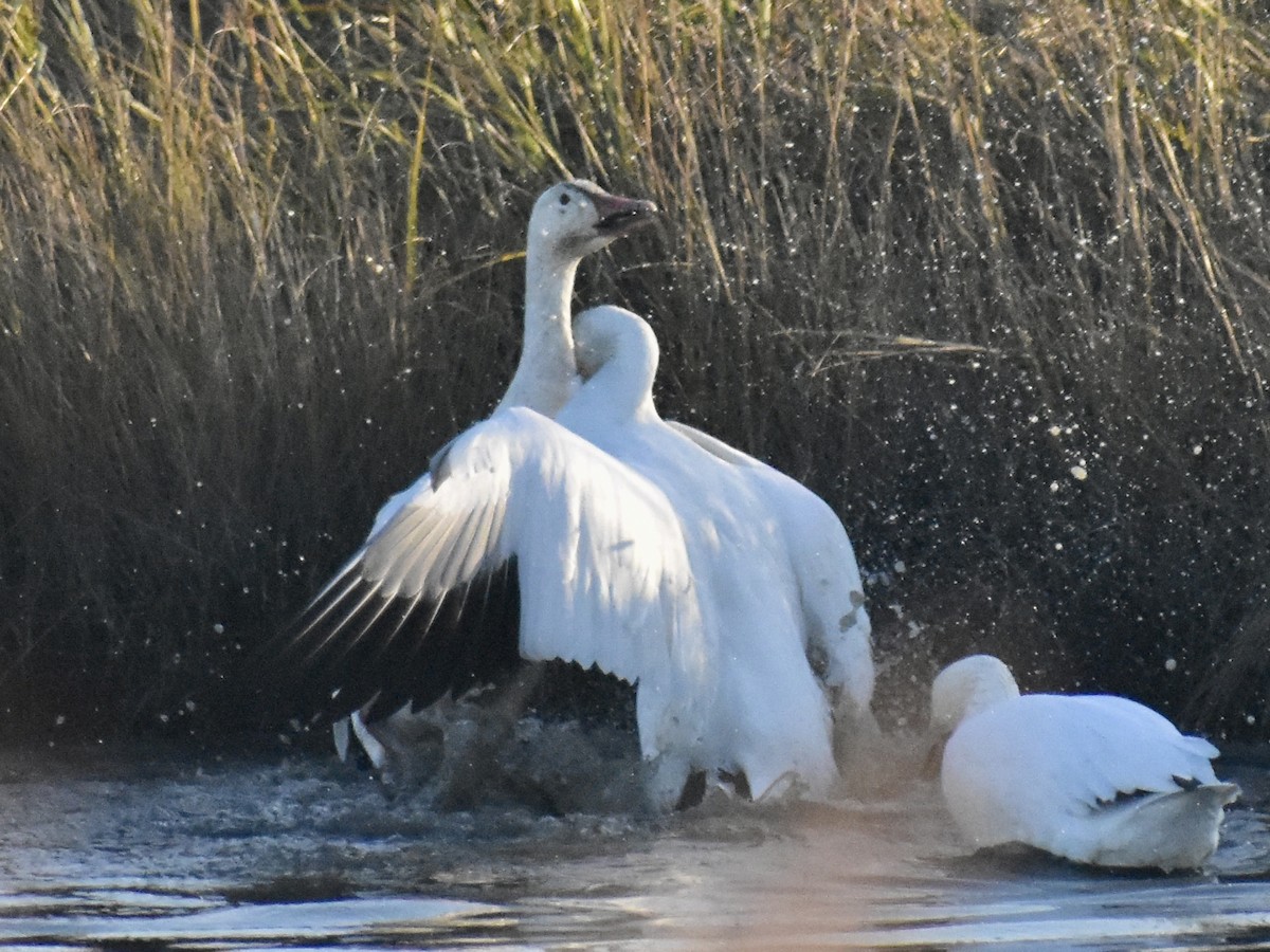 Snow Goose - Matthew Fiandra