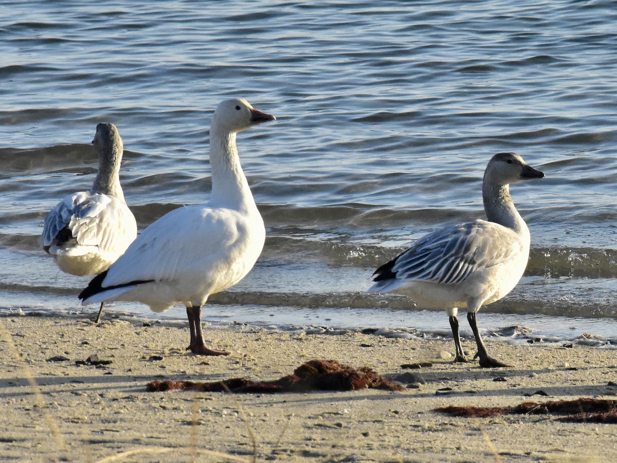 Snow Goose - Matthew Fiandra