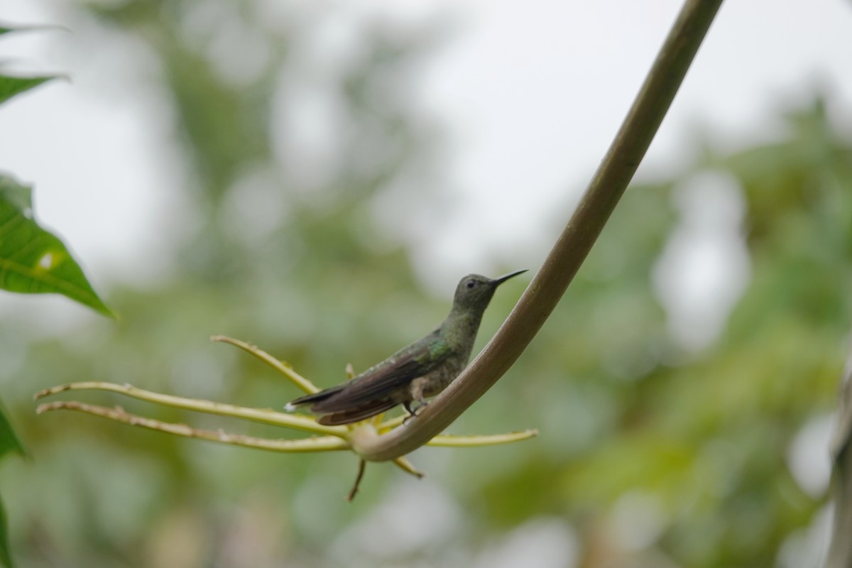 Colibri de Cuvier - ML612024551