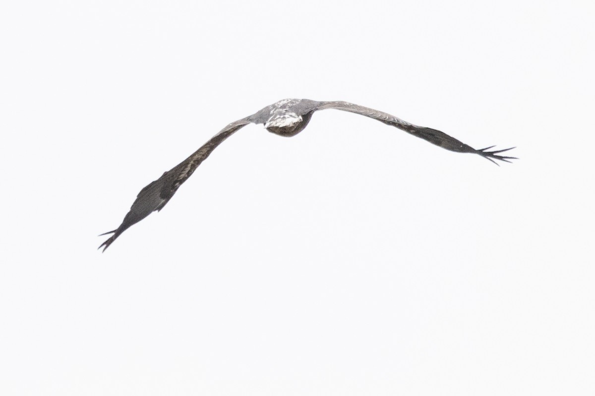 Белоголовый орлан - ML612024558