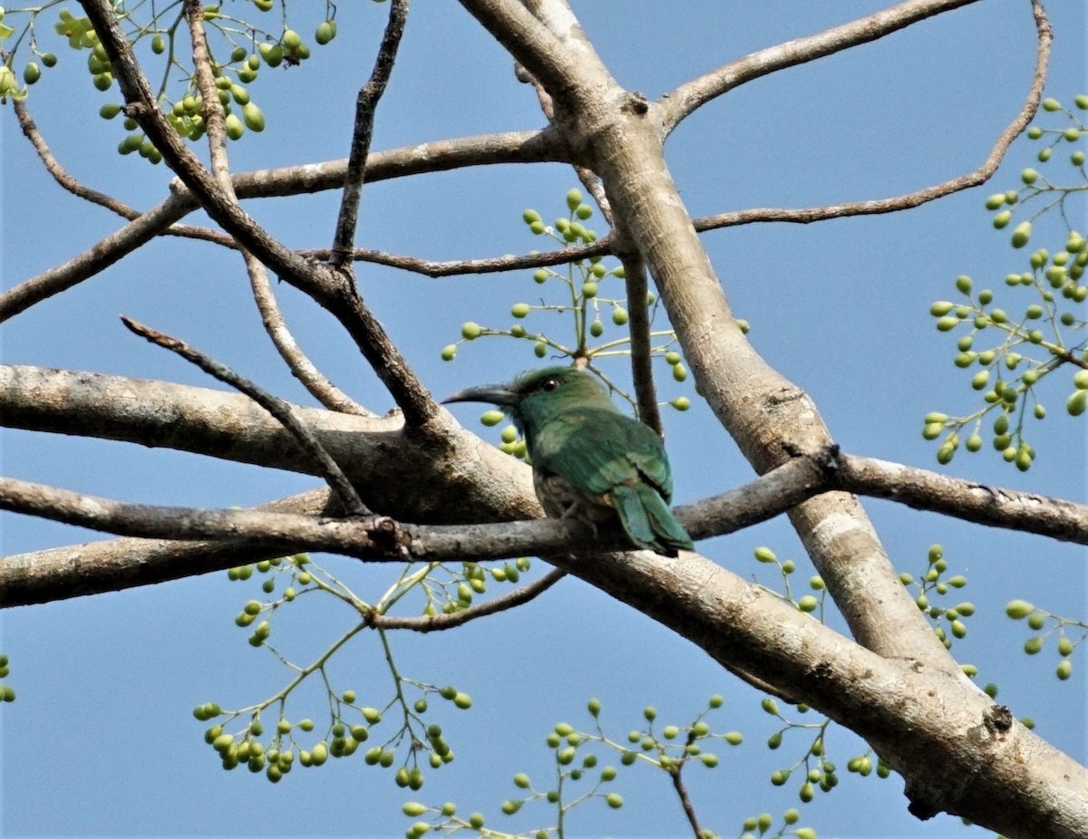 Blue-bearded Bee-eater - ML612024568