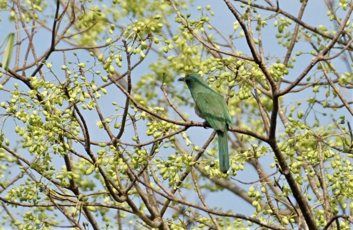 Blue-bearded Bee-eater - ML612024569