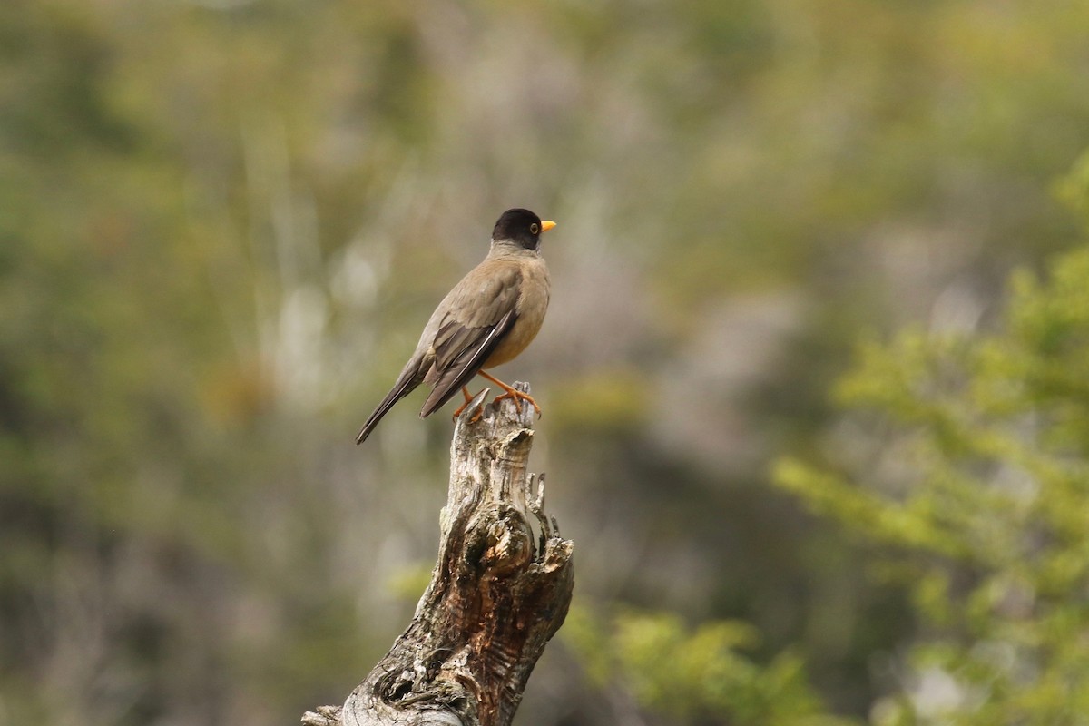 Austral Thrush (Magellan) - ML612024573