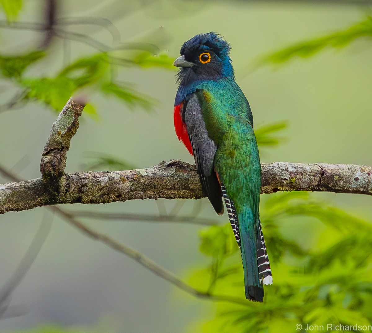 Blue-crowned Trogon - ML612024681