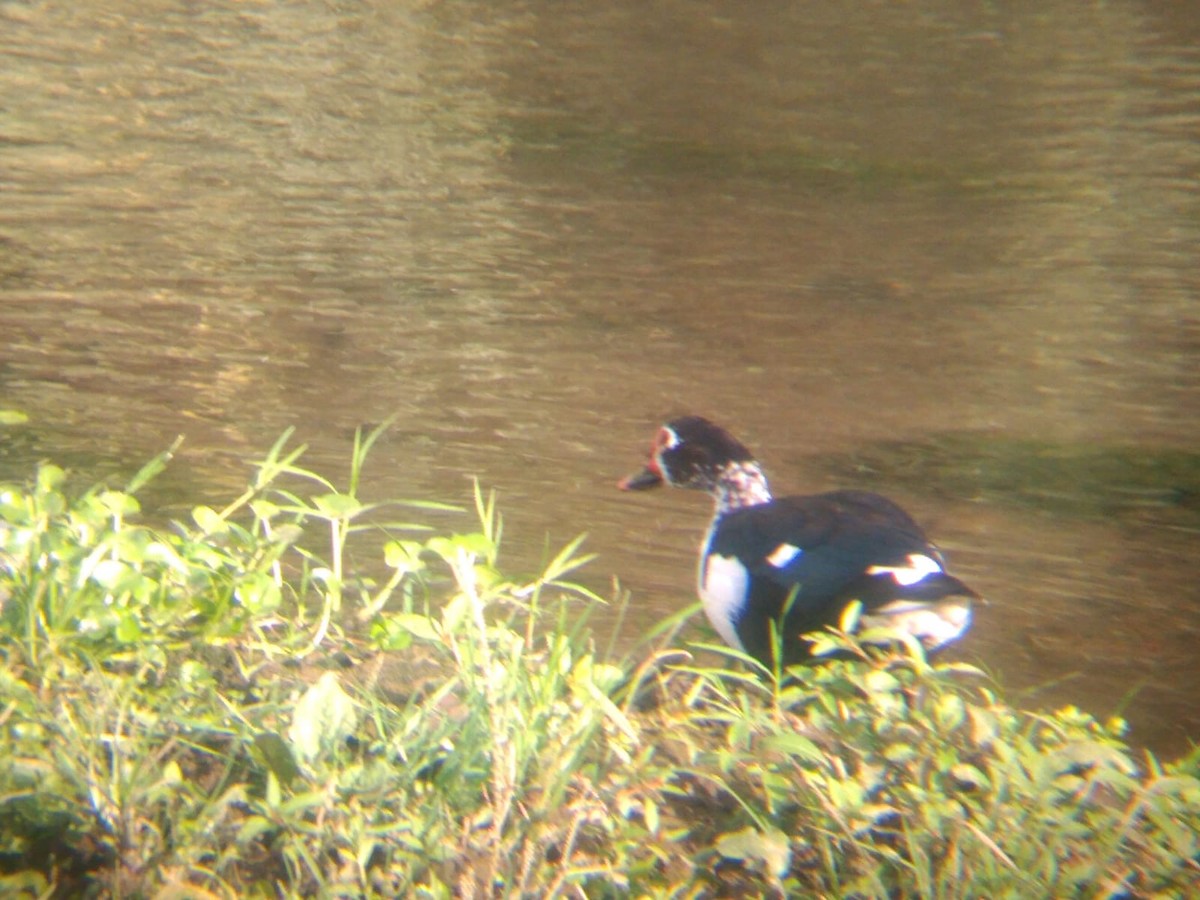 Muscovy Duck (Domestic type) - ML612024859