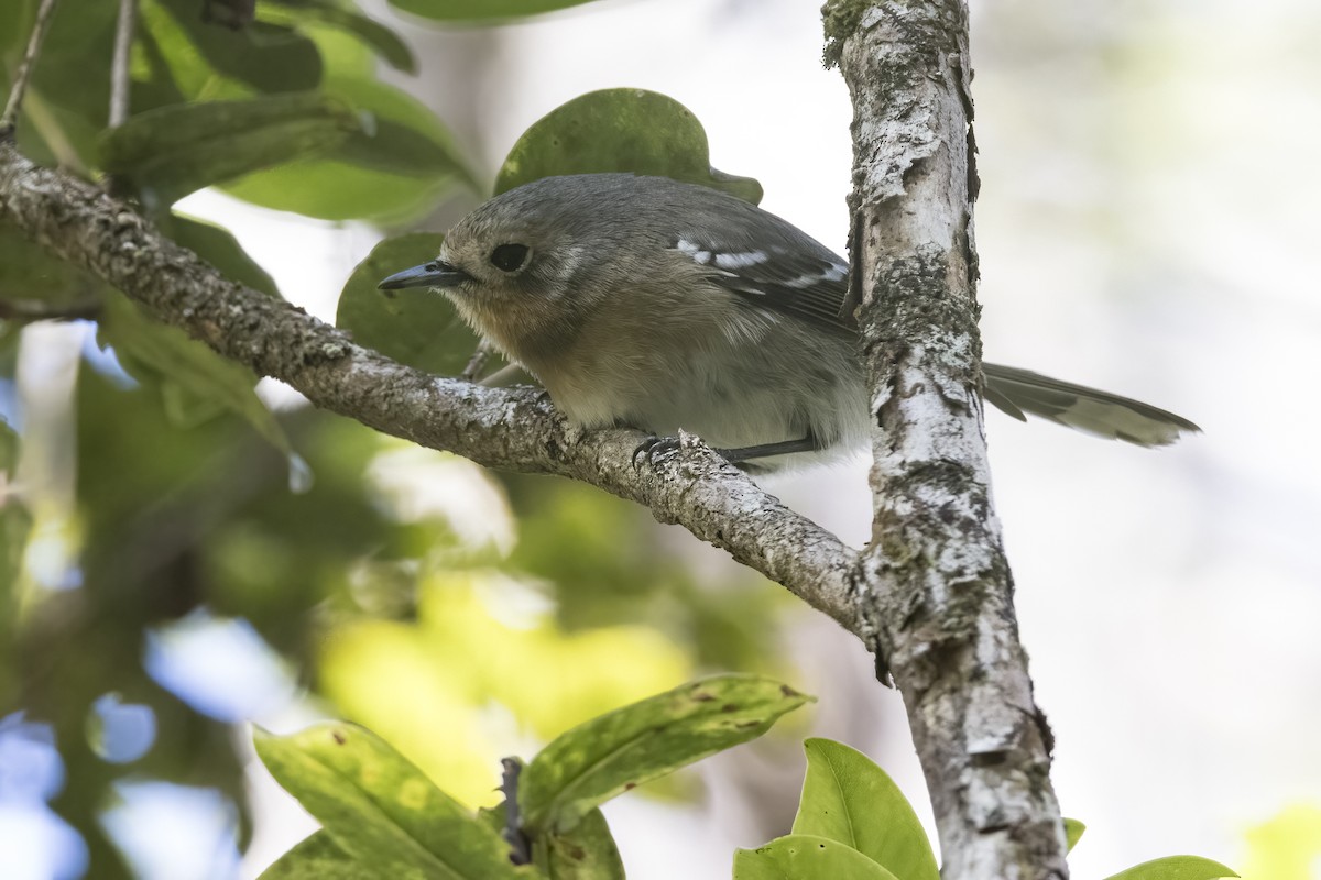 Kauai Elepaio - ML612024896