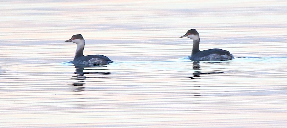 Horned Grebe - Breck Breckenridge