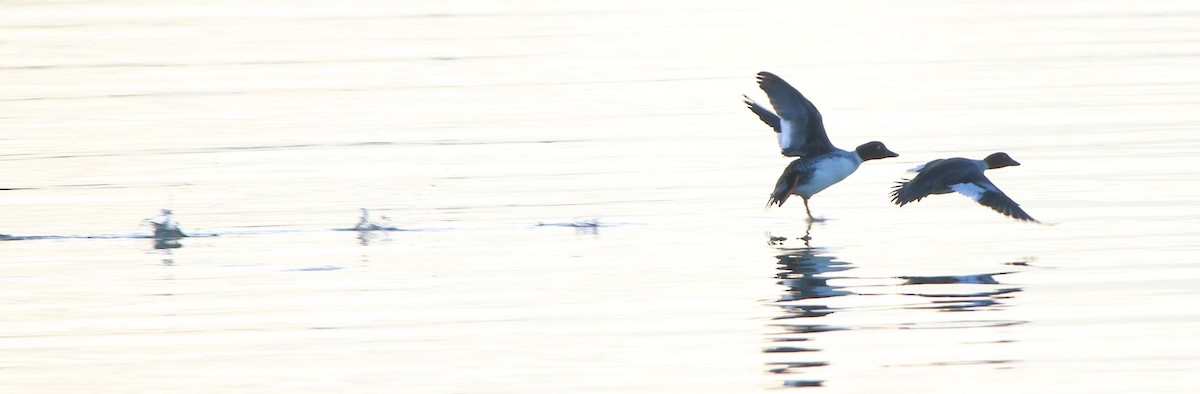 Common Goldeneye - Breck Breckenridge