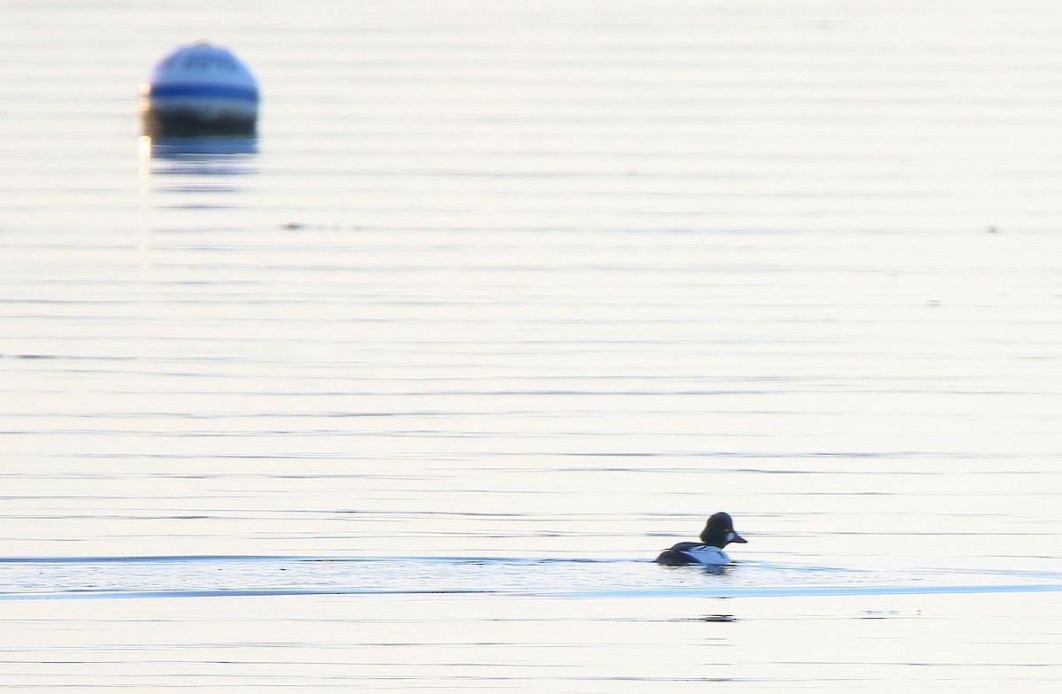 Common Goldeneye - Breck Breckenridge