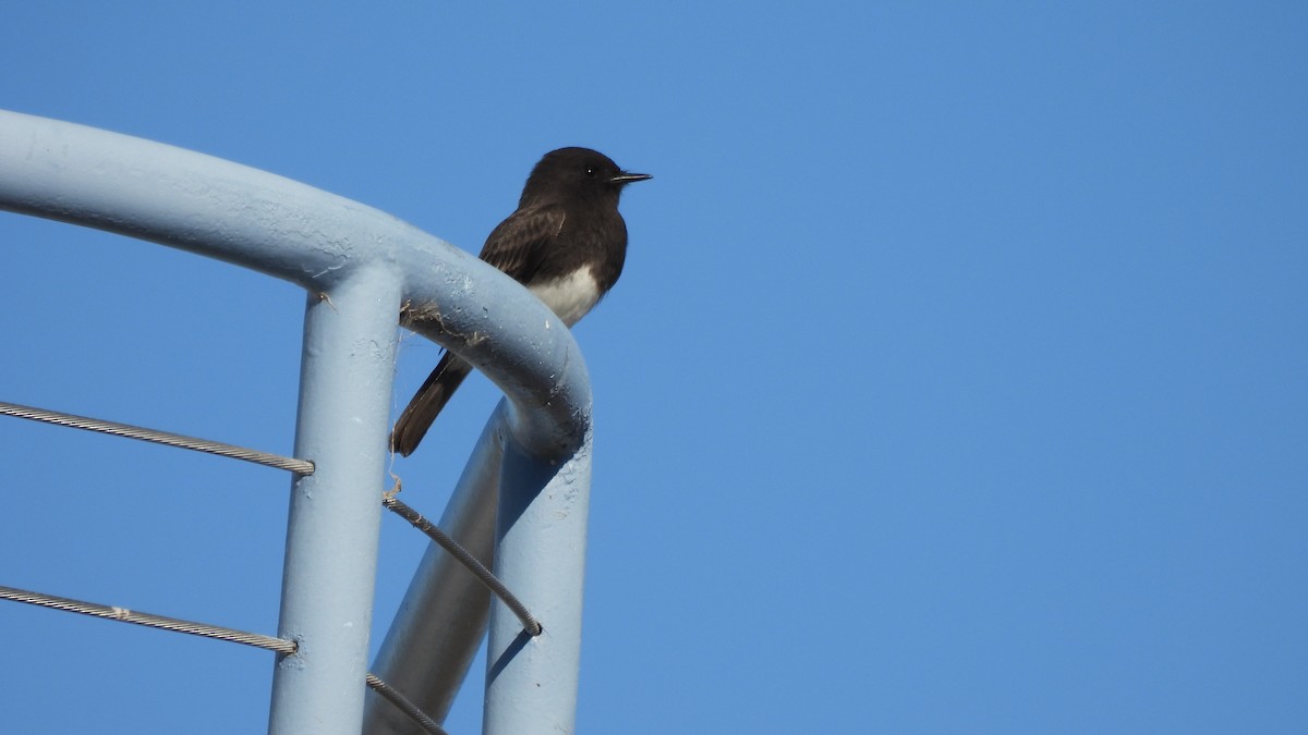 Black Phoebe - ML612025198