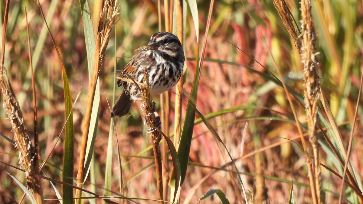 Song Sparrow - ML612025215