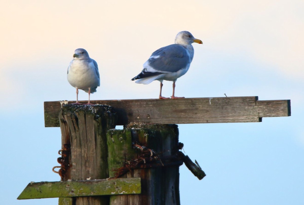 Western x Glaucous-winged Gull (hybrid) - ML612025266