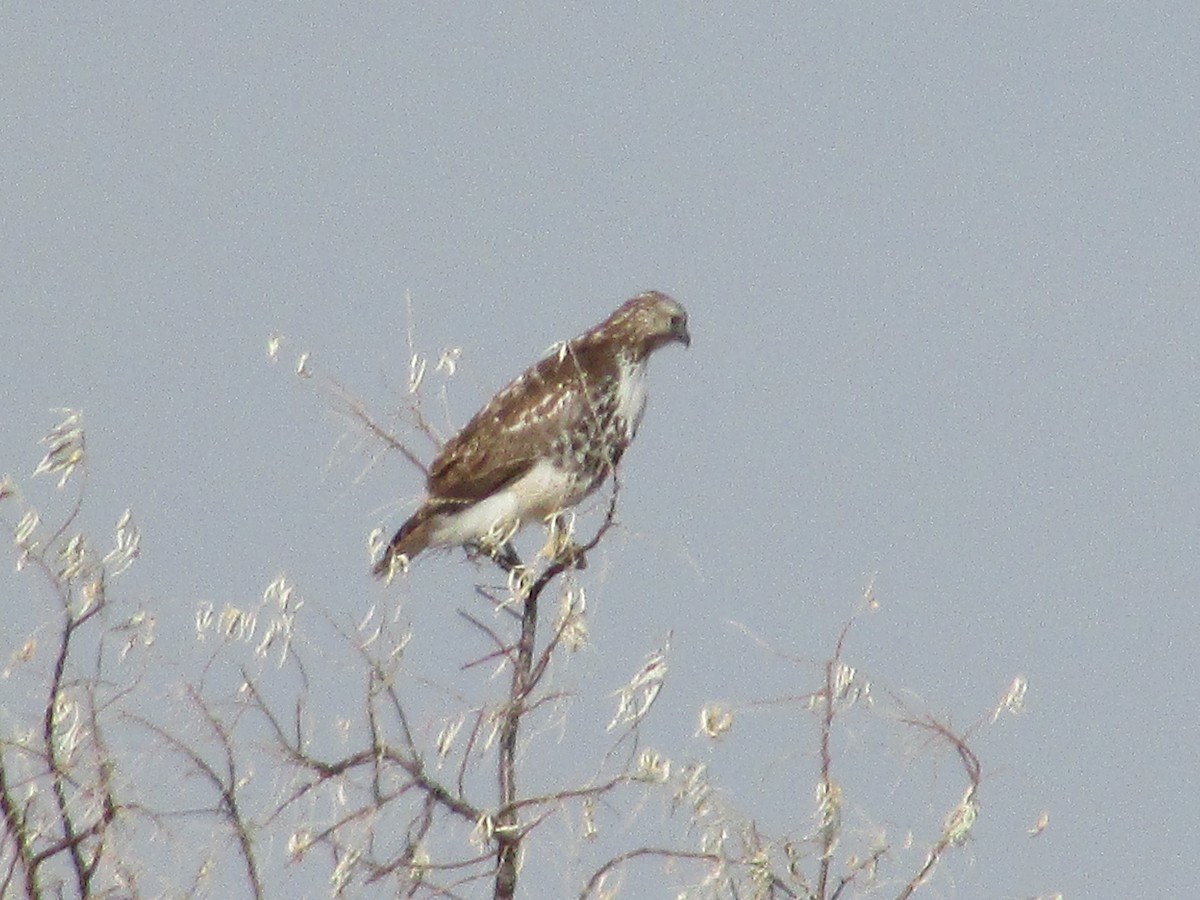 Red-tailed Hawk - ML612025284