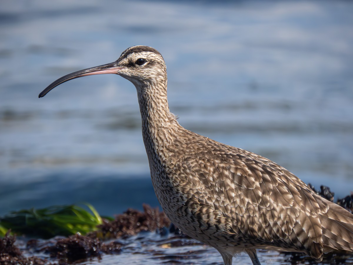 Whimbrel (Hudsonian) - ML612025319