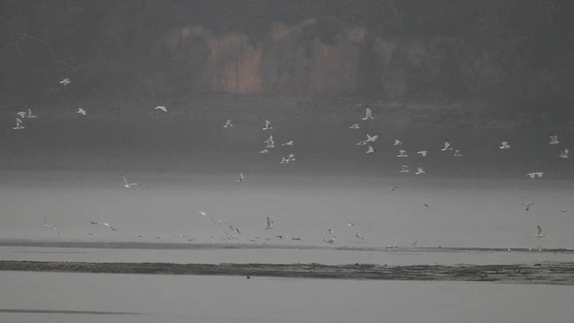 Ring-billed Gull - ML612025340