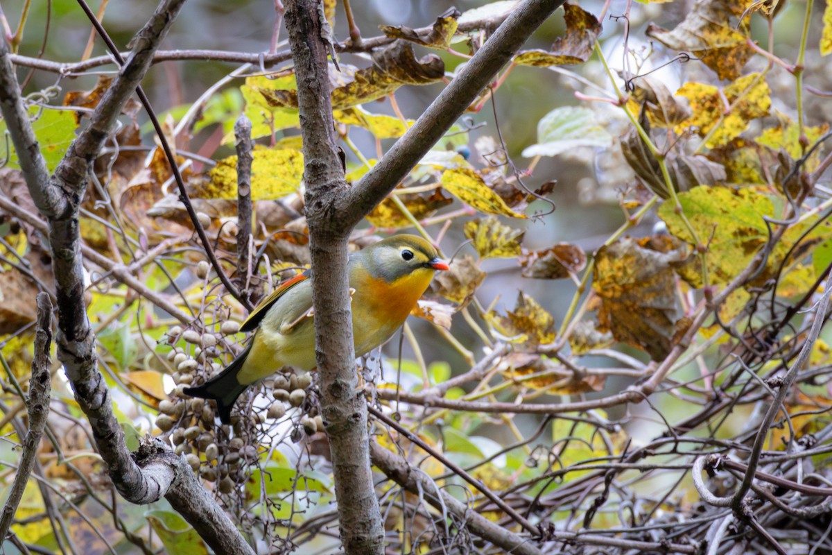 Red-billed Leiothrix - ML612025360