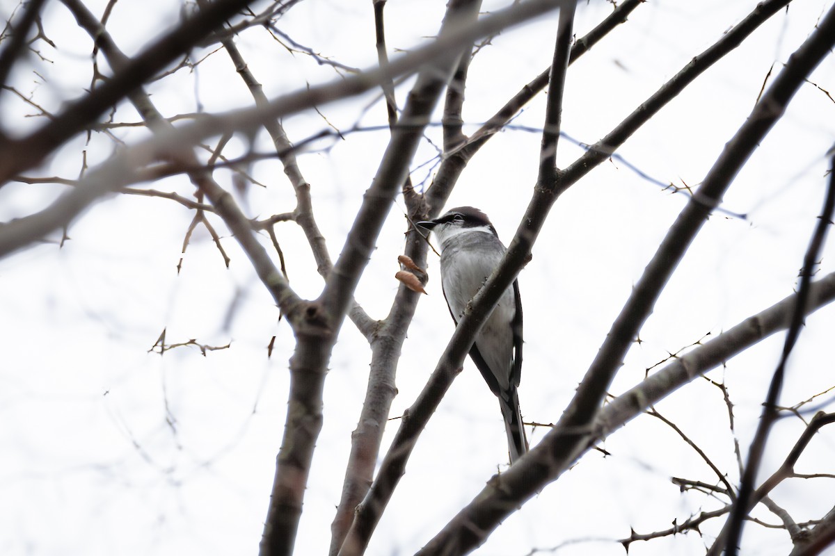 Ryukyu Minivet - ML612025380