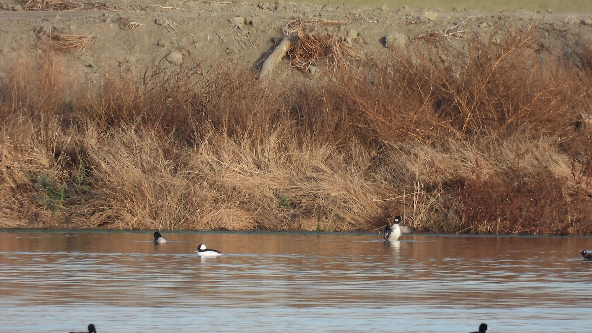 Bufflehead - ML612025423