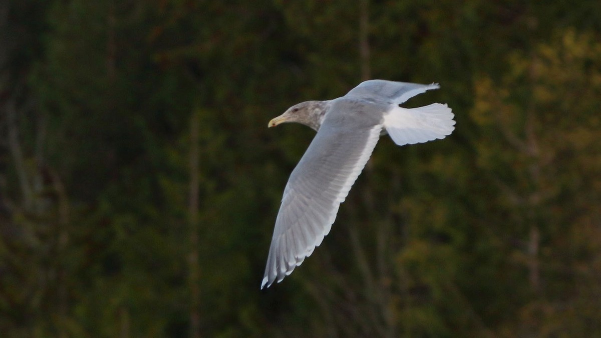 Glaucous-winged Gull - ML612025425