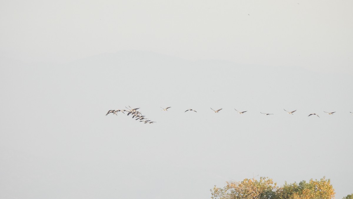 Sandhill Crane - ML612025434