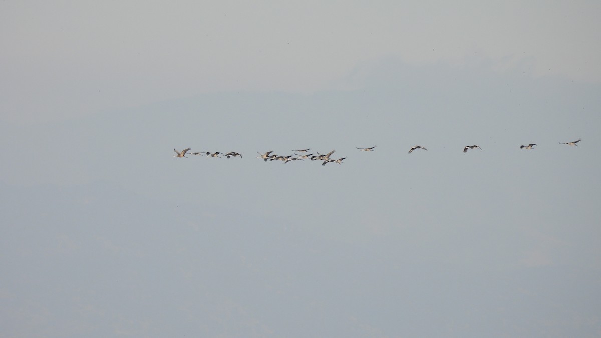 Sandhill Crane - ML612025435