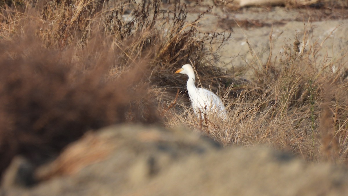 Western Cattle Egret - ML612025441