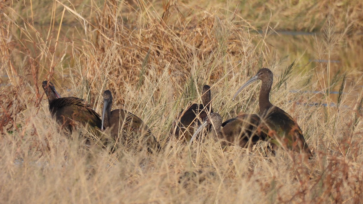 White-faced Ibis - ML612025458