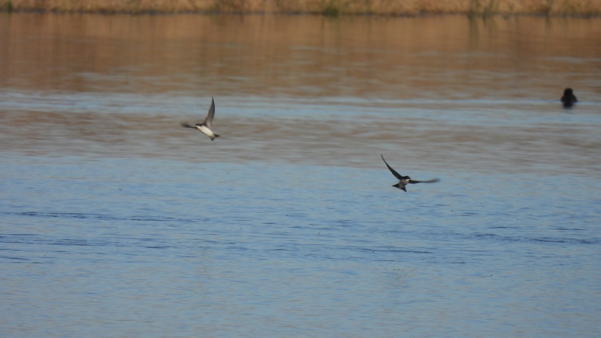 Tree Swallow - ML612025469