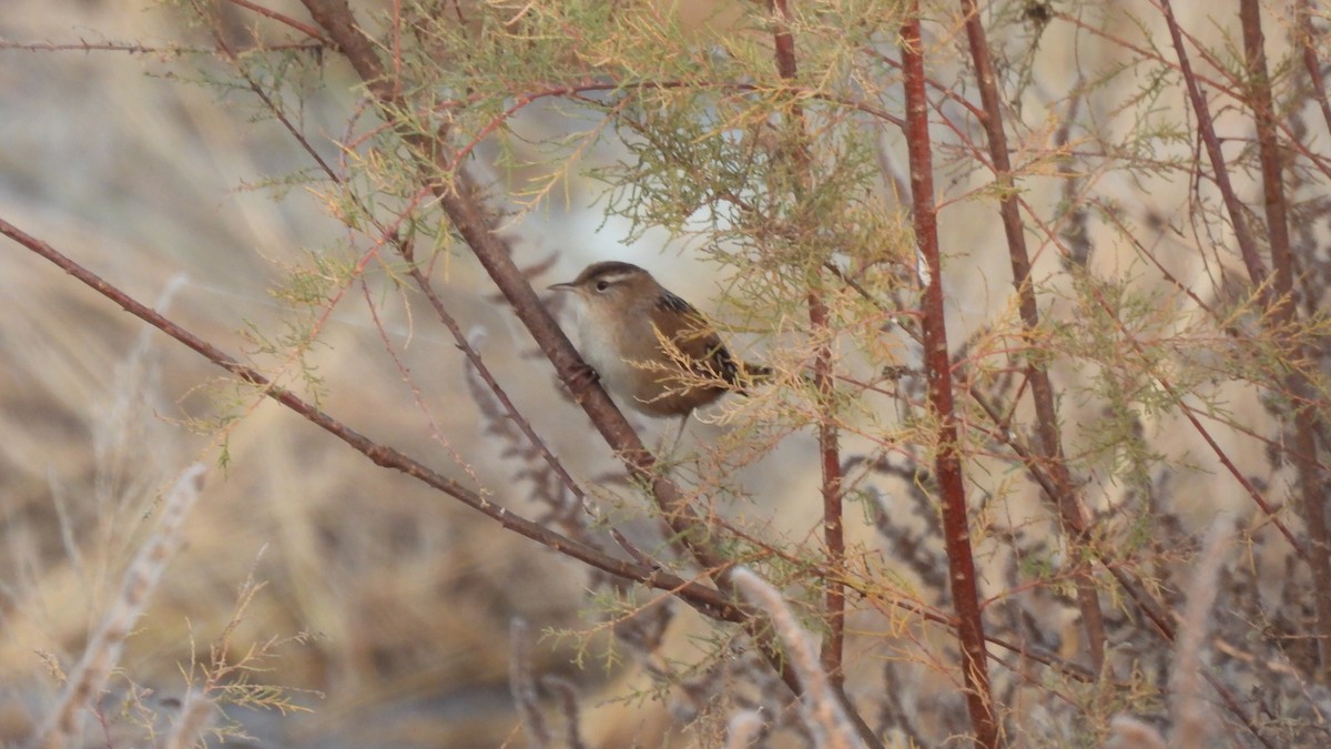 Marsh Wren - ML612025474