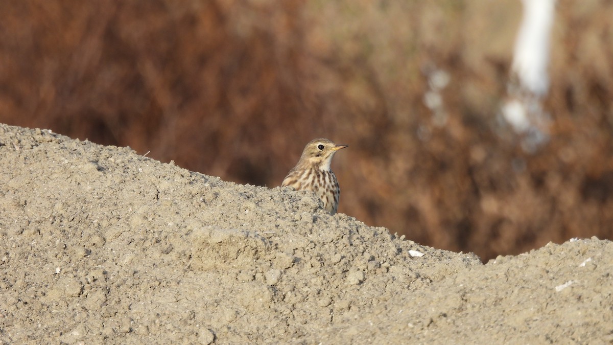 American Pipit - ML612025476