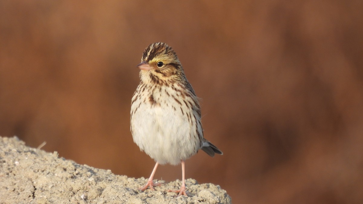 Savannah Sparrow - ML612025481