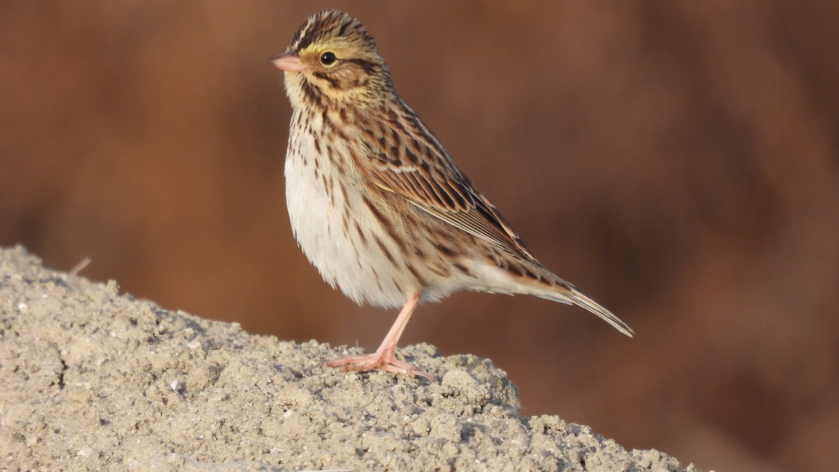 Savannah Sparrow - ML612025482