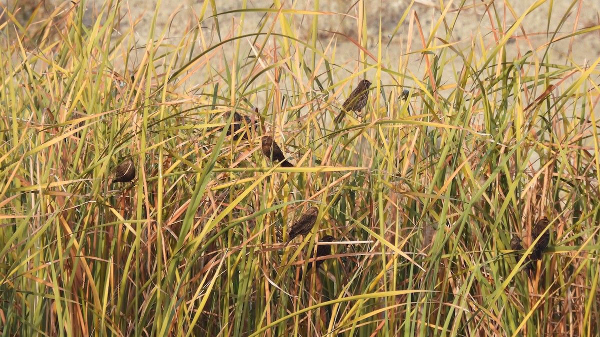 Red-winged Blackbird - ML612025488